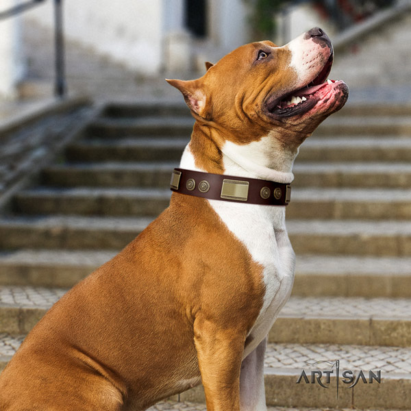 Amstaff stylish design full grain leather dog collar with decorations for daily use