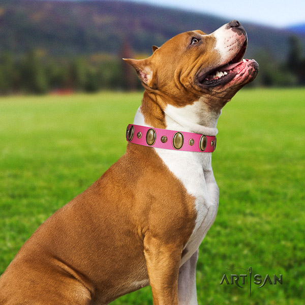 Amstaff designer full grain leather dog collar for comfy wearing