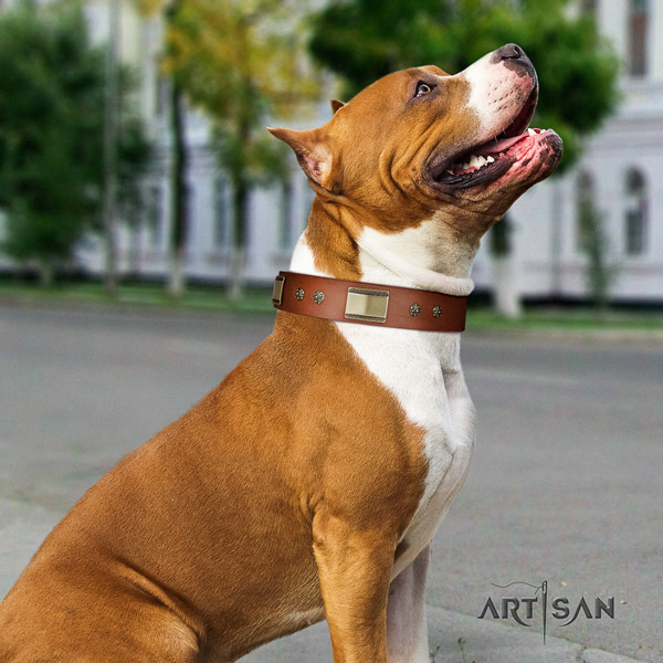 Amstaff incredible genuine leather dog collar with embellishments for daily walking