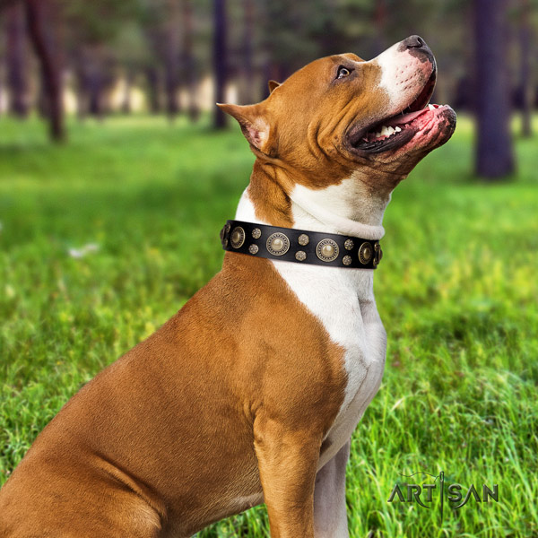 Amstaff trendy genuine leather dog collar with adornments for fancy walking