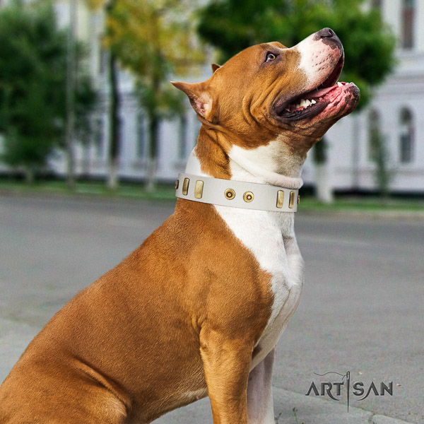 Amstaff adjustable full grain natural leather dog collar for daily use