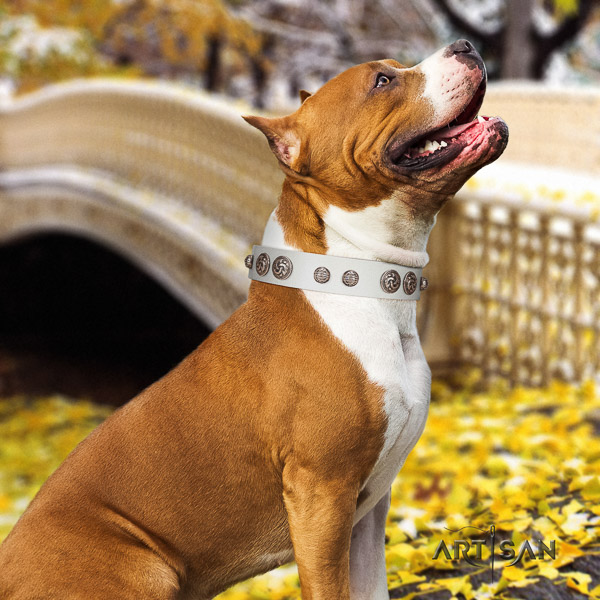 Amstaff exceptional full grain leather dog collar for comfy wearing