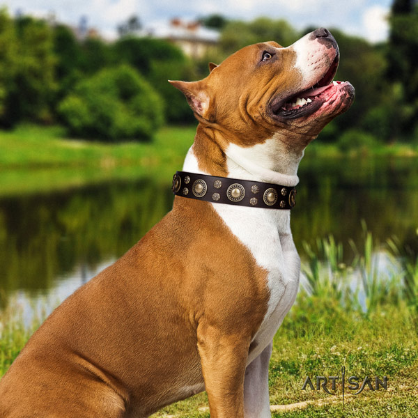 Amstaff unusual leather dog collar with embellishments for walking