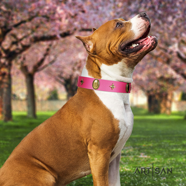Amstaff best quality full grain leather dog collar for everyday walking