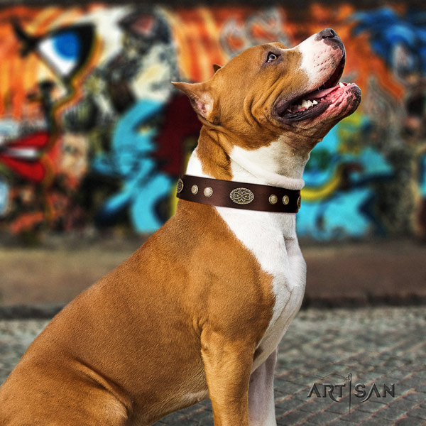 Amstaff stylish genuine leather dog collar with studs for walking