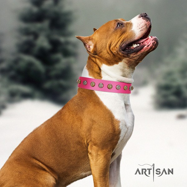 Amstaff best quality full grain genuine leather dog collar for basic training