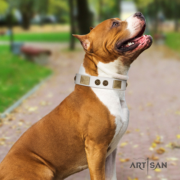 Amstaff easy adjustable leather dog collar for daily use