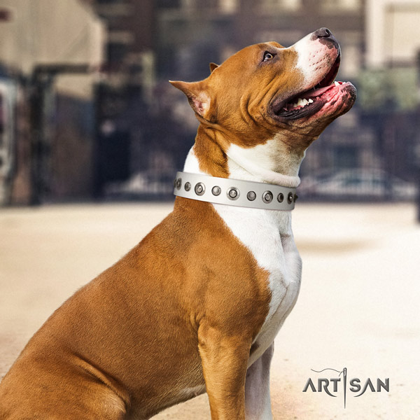 Amstaff significant full grain leather dog collar with studs for stylish walking