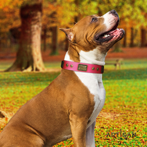 Amstaff trendy leather dog collar with embellishments for everyday use
