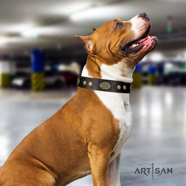 Amstaff fashionable leather dog collar with decorations for handy use