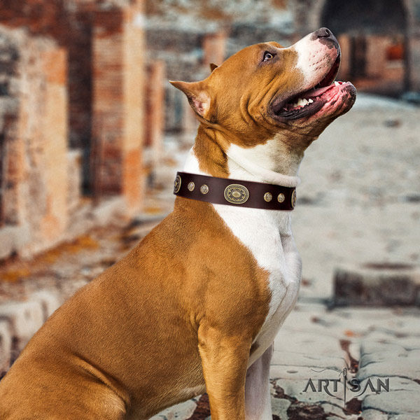 Amstaff unique leather dog collar with embellishments for everyday use