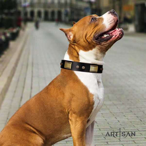 Amstaff fashionable full grain leather dog collar with embellishments for stylish walking