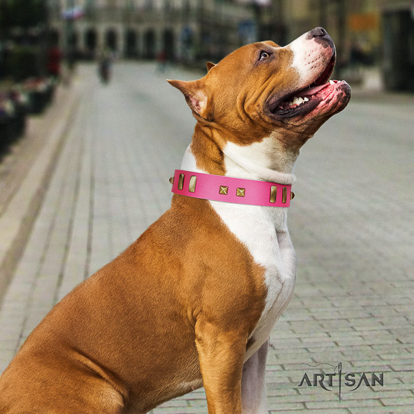 Amstaff adorned full grain genuine leather dog collar for comfy wearing