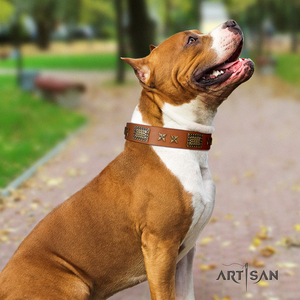 Amstaff amazing full grain leather dog collar with decorations for easy wearing