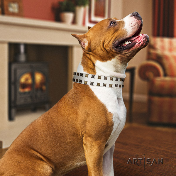 Amstaff fine quality full grain leather dog collar for stylish walking