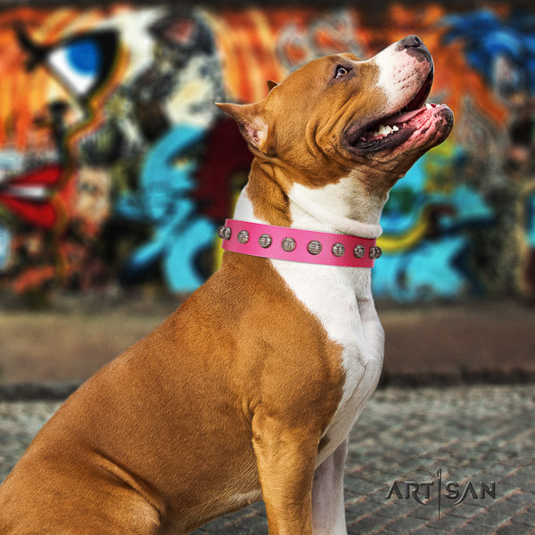 Amstaff handmade genuine leather dog collar for stylish walking