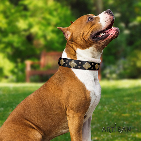 Amstaff remarkable full grain leather dog collar with embellishments for comfortable wearing