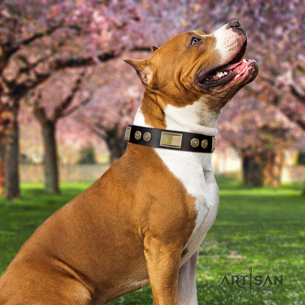 Amstaff fashionable genuine leather dog collar with adornments for comfortable wearing