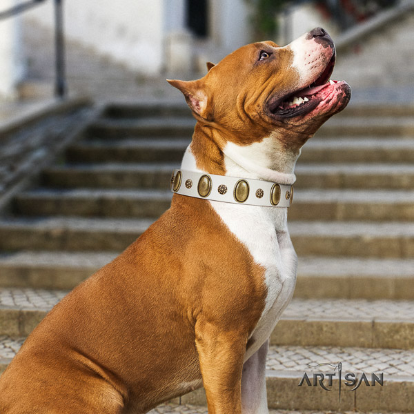 Amstaff designer full grain genuine leather dog collar for comfy wearing