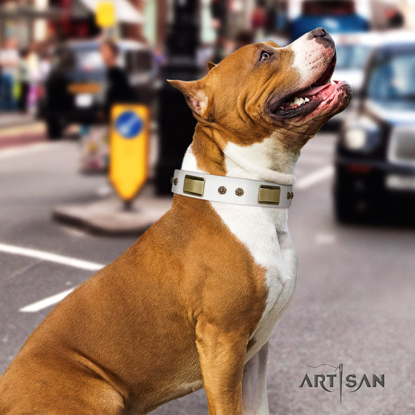 Amstaff top notch genuine leather dog collar with decorations for handy use