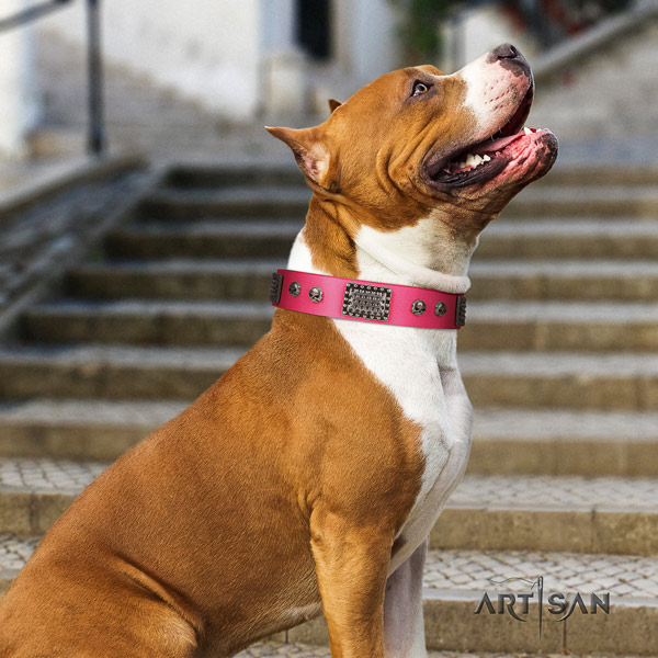 Amstaff unusual genuine leather dog collar with decorations for fancy walking