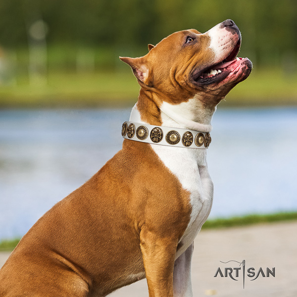 Amstaff significant full grain natural leather dog collar for easy wearing