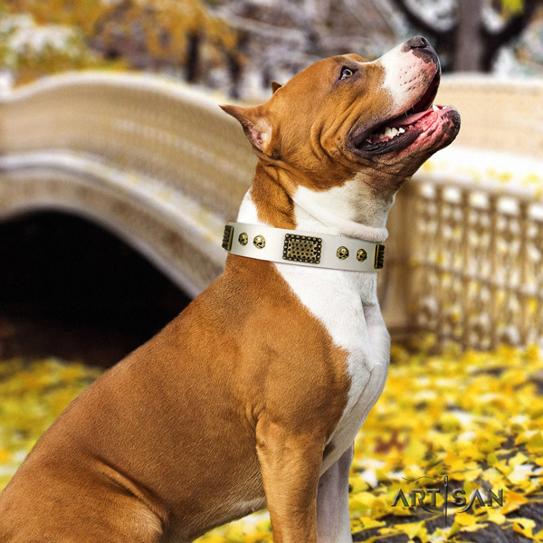Amstaff unusual full grain leather dog collar with adornments for handy use