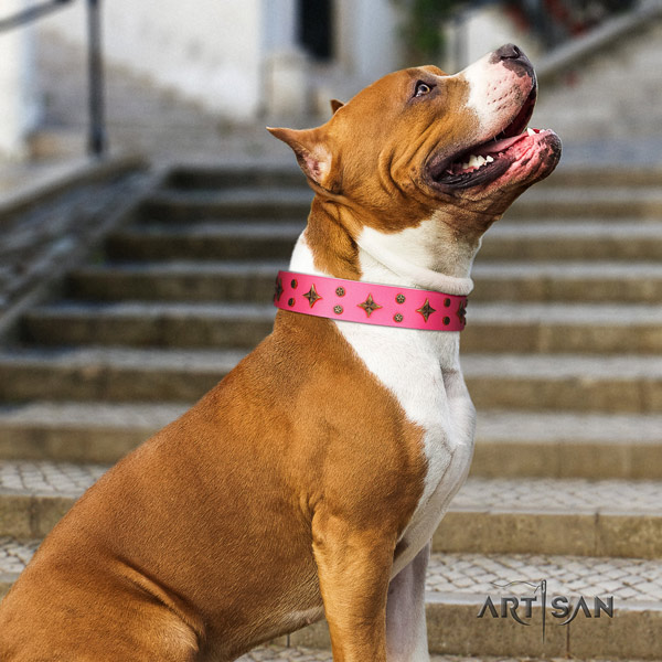 Amstaff extraordinary genuine leather dog collar with adornments for walking