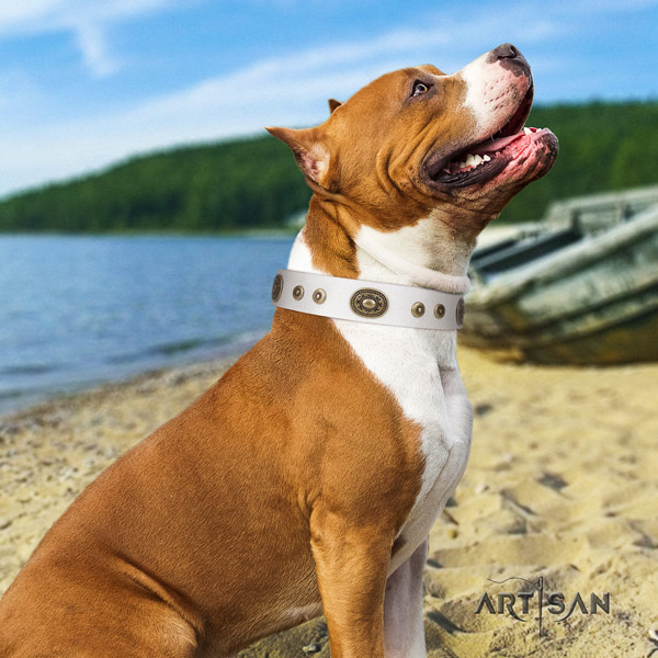 Amstaff stunning full grain leather dog collar with adornments for everyday walking
