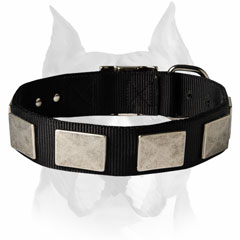 The best nylon dog collar for Amstaff breed