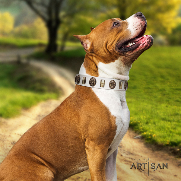 Amstaff unique leather dog collar for basic training