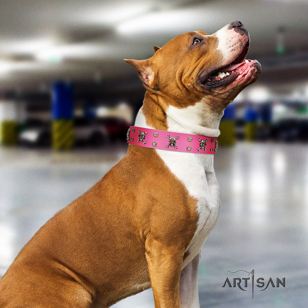 Amstaff fashionable natural genuine leather dog collar for everyday use