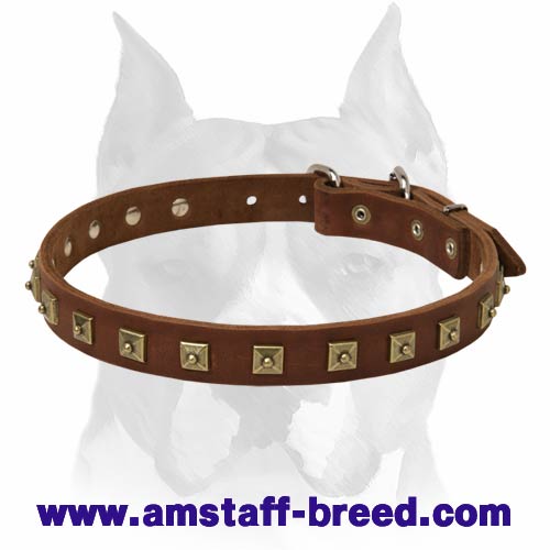 LEATHER DESIGNER DOG COLLAR, BRASS STUDDED WITH STAFFY KNOT 14-18 ALL  COLOUR