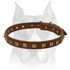 Exclusive leather Amstaff dog collar for walking
