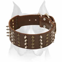 Perfect leather decorated dog collar for handling Amstaff