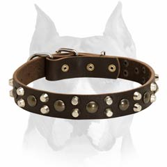 Gorgeous design solid leather dog collar for Amstaff breed