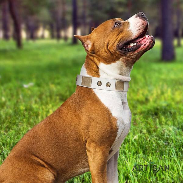 Amstaff unusual leather dog collar for everyday use