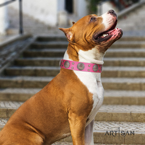 Amstaff remarkable full grain leather dog collar for fancy walking