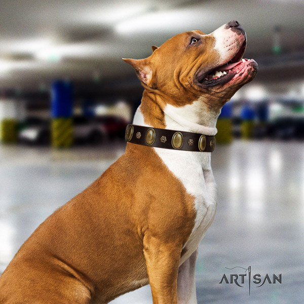 Amstaff unique full grain natural leather dog collar for daily walking