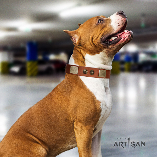 Amstaff trendy genuine leather dog collar for everyday use