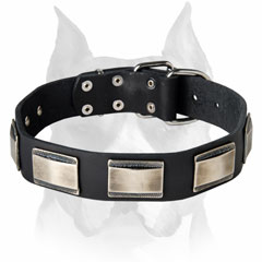 Fashionable leather Amstaff dog collar with maarvellous decoration