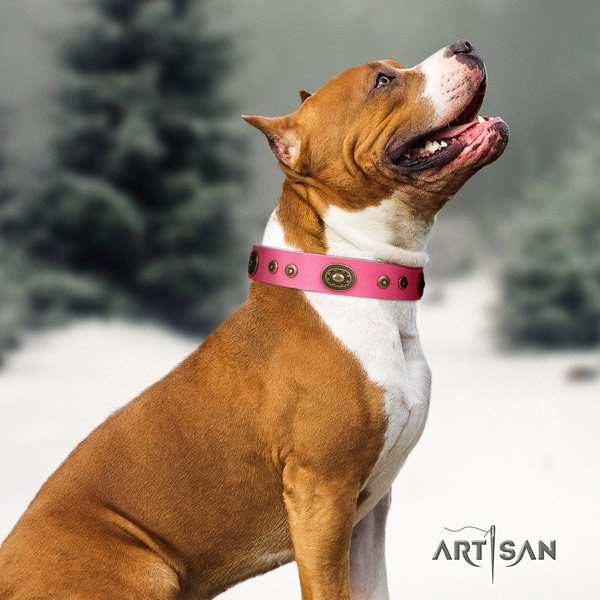 Amstaff stylish leather dog collar with studs for comfy wearing
