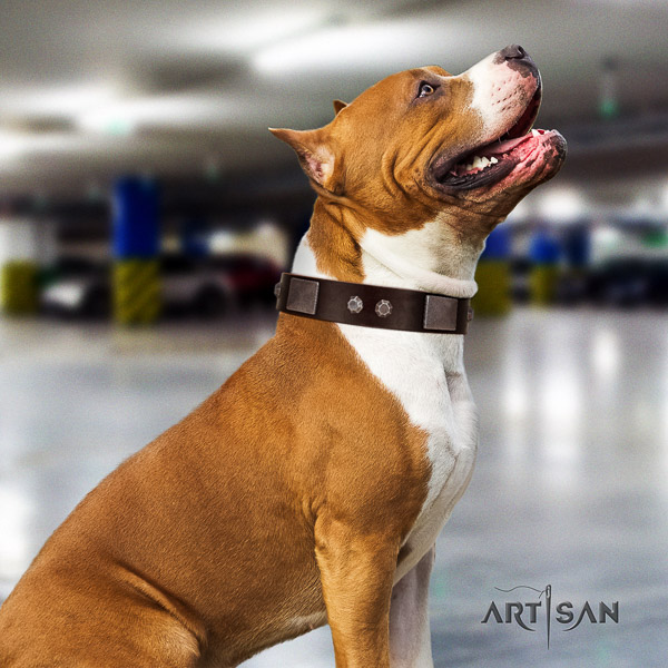 Amstaff top quality full grain genuine leather dog collar for everyday walking
