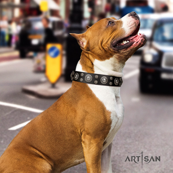 Amstaff exquisite full grain leather dog collar with decorations for comfy wearing