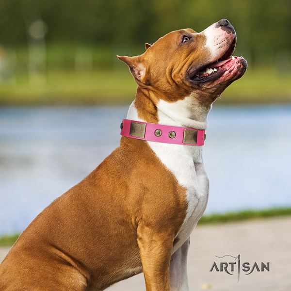 Amstaff handcrafted full grain leather dog collar for basic training