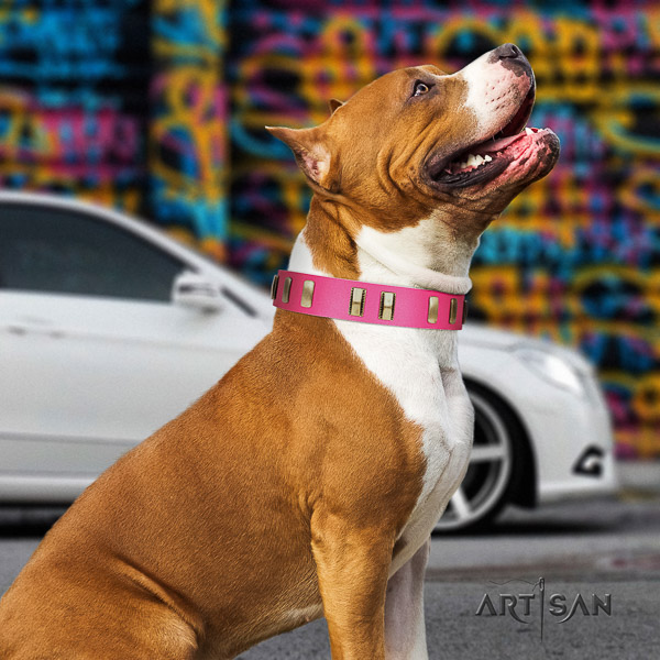Amstaff designer leather dog collar for everyday use