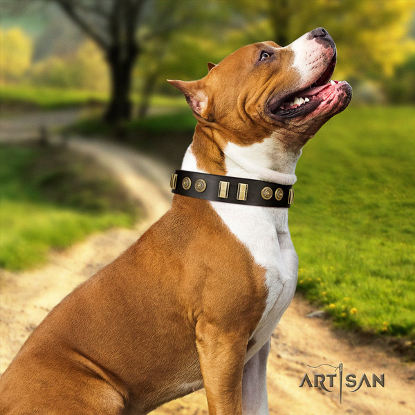 Amstaff trendy genuine leather dog collar with adornments for basic training