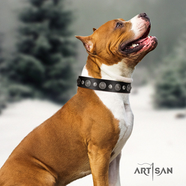 Amstaff unique genuine leather dog collar with adornments for comfortable wearing