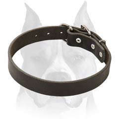 Perfect amstaff classic leather dog collar