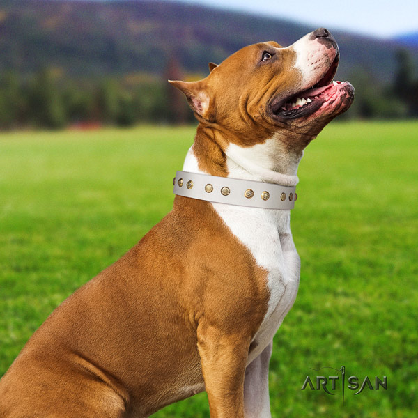 Amstaff stylish design leather dog collar with studs for fancy walking